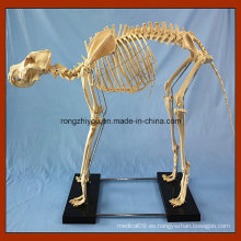 Enseñanza Médica Big Dog Skeleton Model